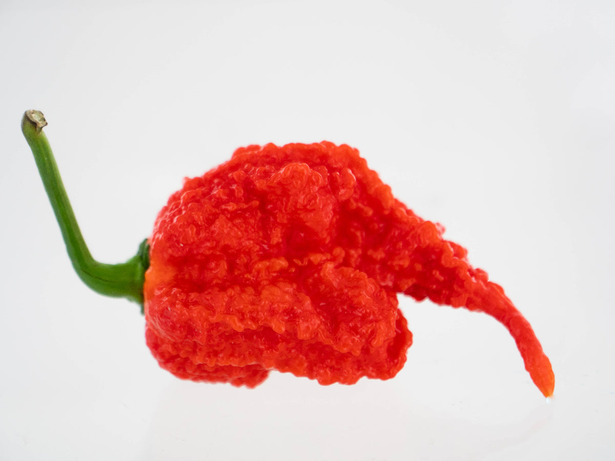 Ripe Moruga Trinidad Scorpion close up