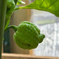Moruga Trinidad Scorpion Pepper Unripe