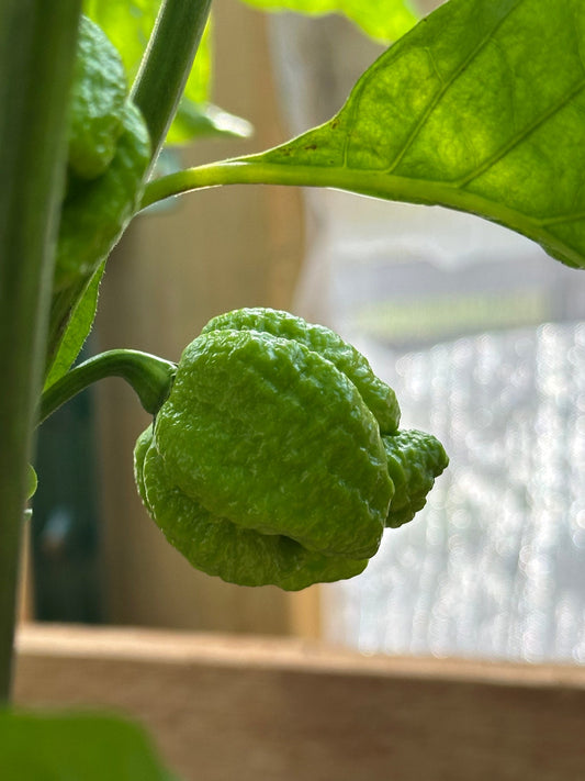 Moruga Trinidad Scorpion Pepper Unripe
