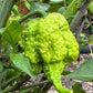 Unripe Moruga Trinidad Scorpion on plant