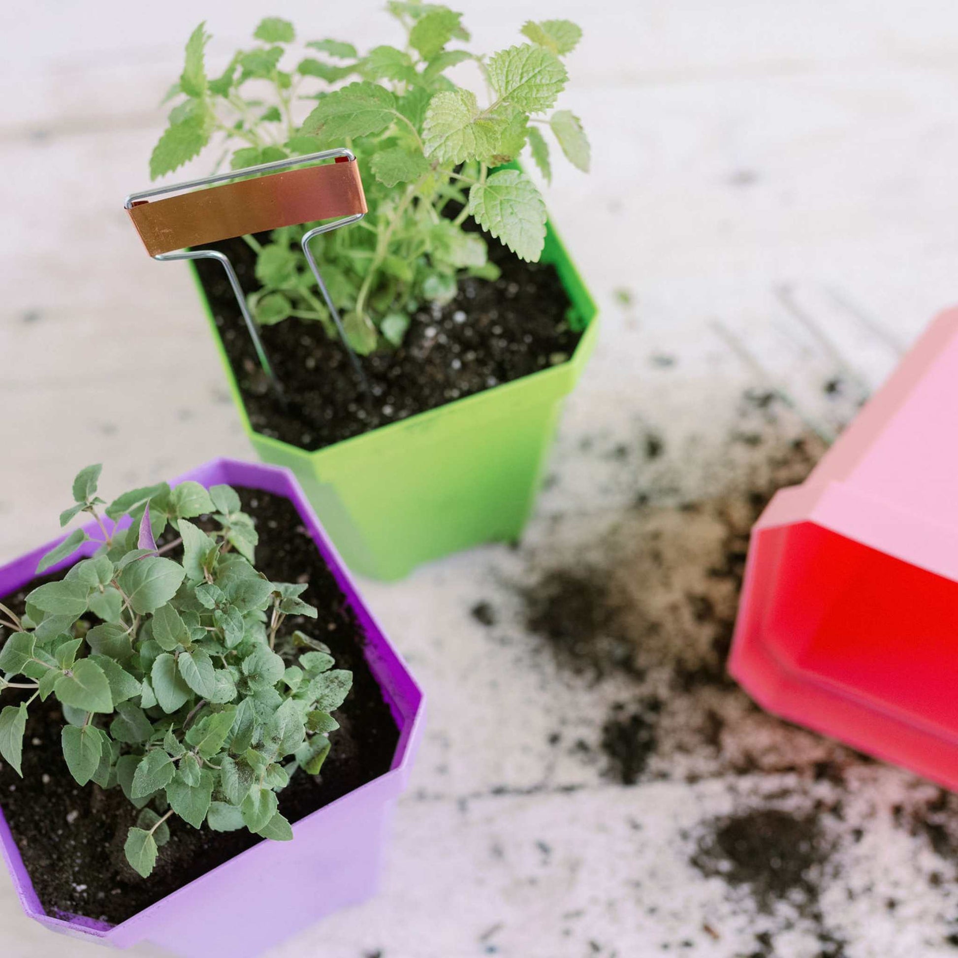 plant pot insert 5" Nursery Pots with Insert Tray – Pepper Joe's