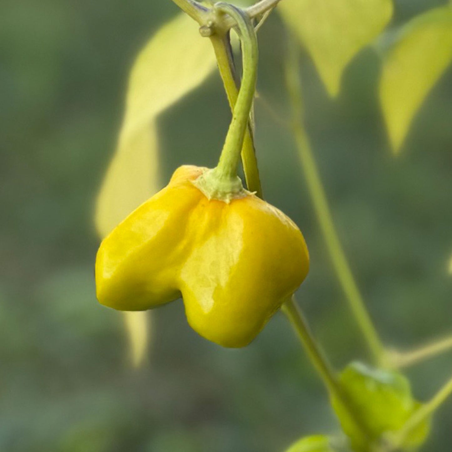 Mushroom Red Cap Pepper ripening on plant