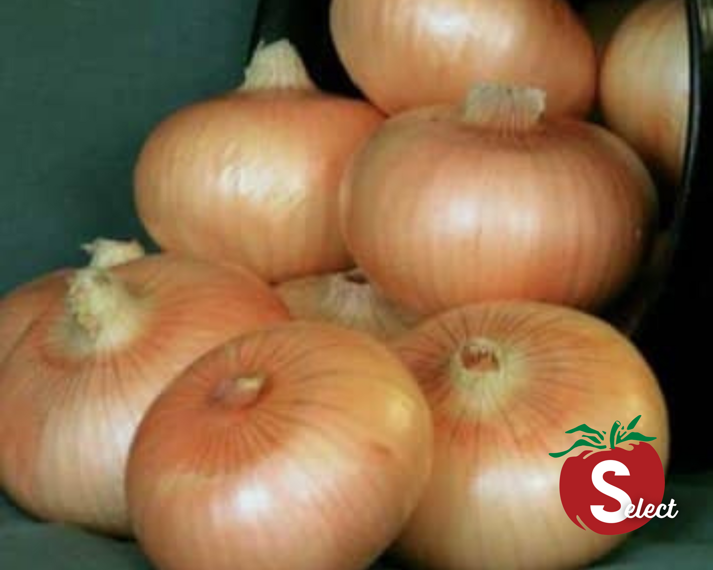 Yellow Granex Hybrid Onion Seeds