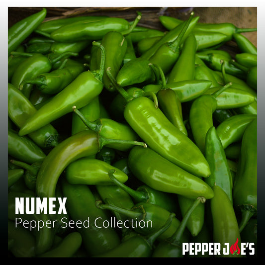 NuMex Pepper Seed Collection