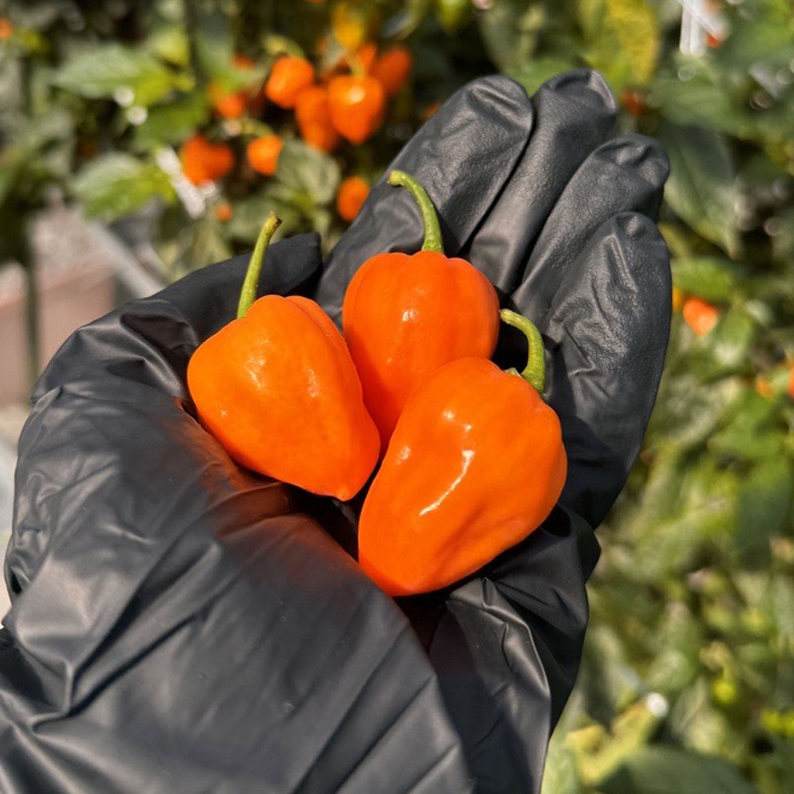 Habanero Fresh Peppers