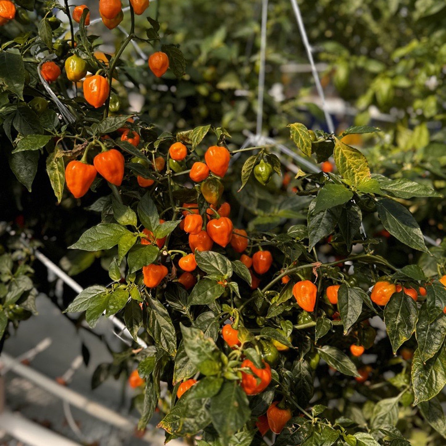 Habanero Fresh Peppers