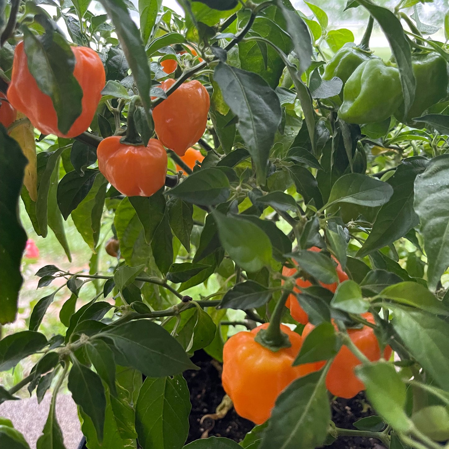 Habanero Pepper Plant