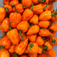 Habanero Pepper Seeds