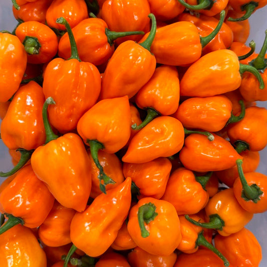 Habanero Pepper Seeds