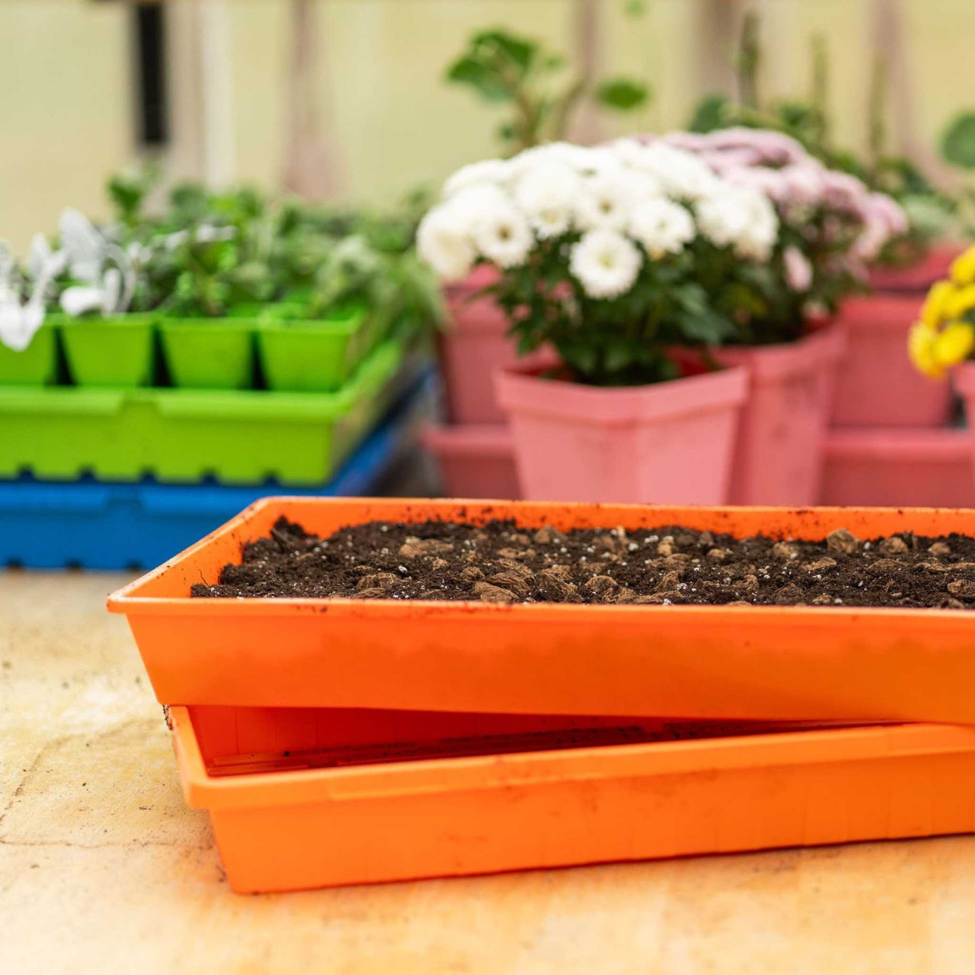 garden seed starter trays 1020 Extra Strength Trays