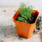 5" Heavy Duty Nursery Pots