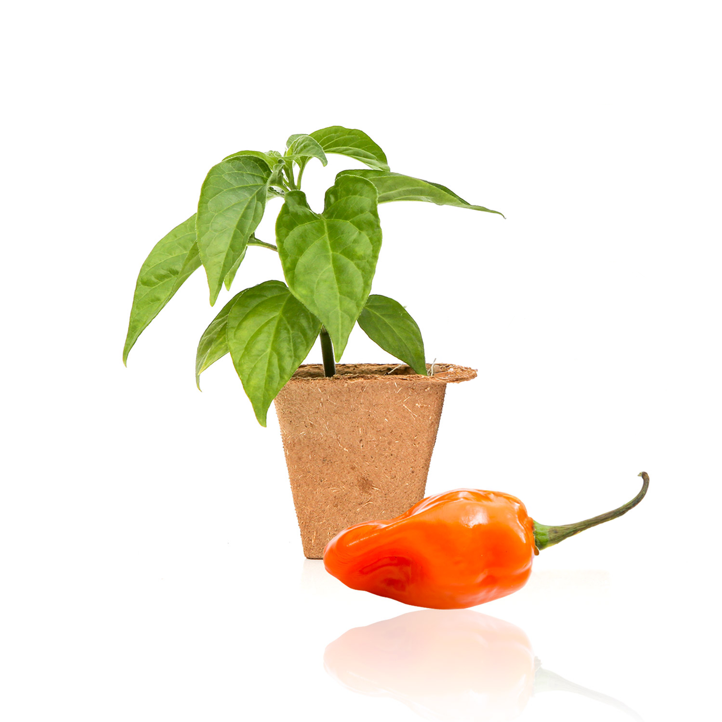 growing habanero pepper plants in pots Habanero Pepper Plants
