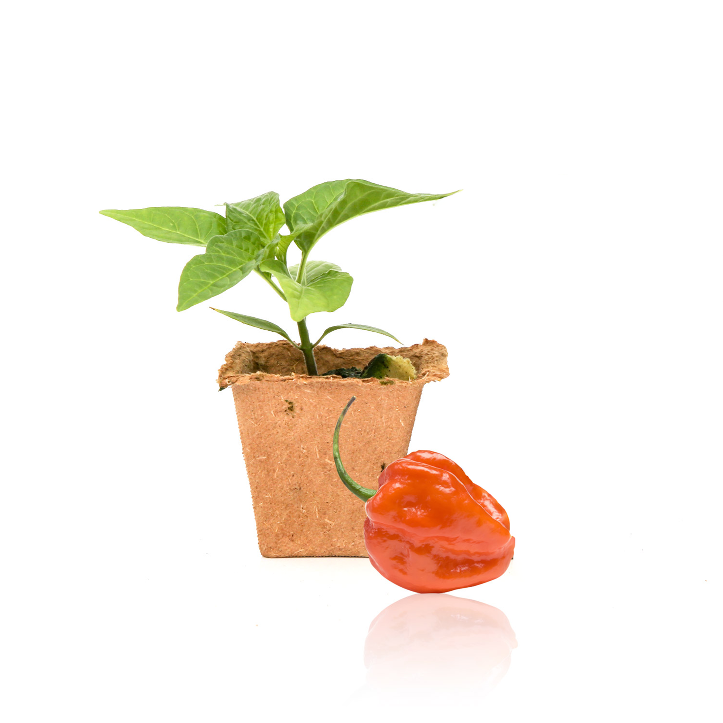 Plantas de pimiento Scotch Bonnet naranja