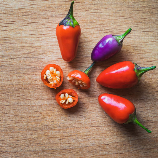 Ornamental Pepper Seed Collection