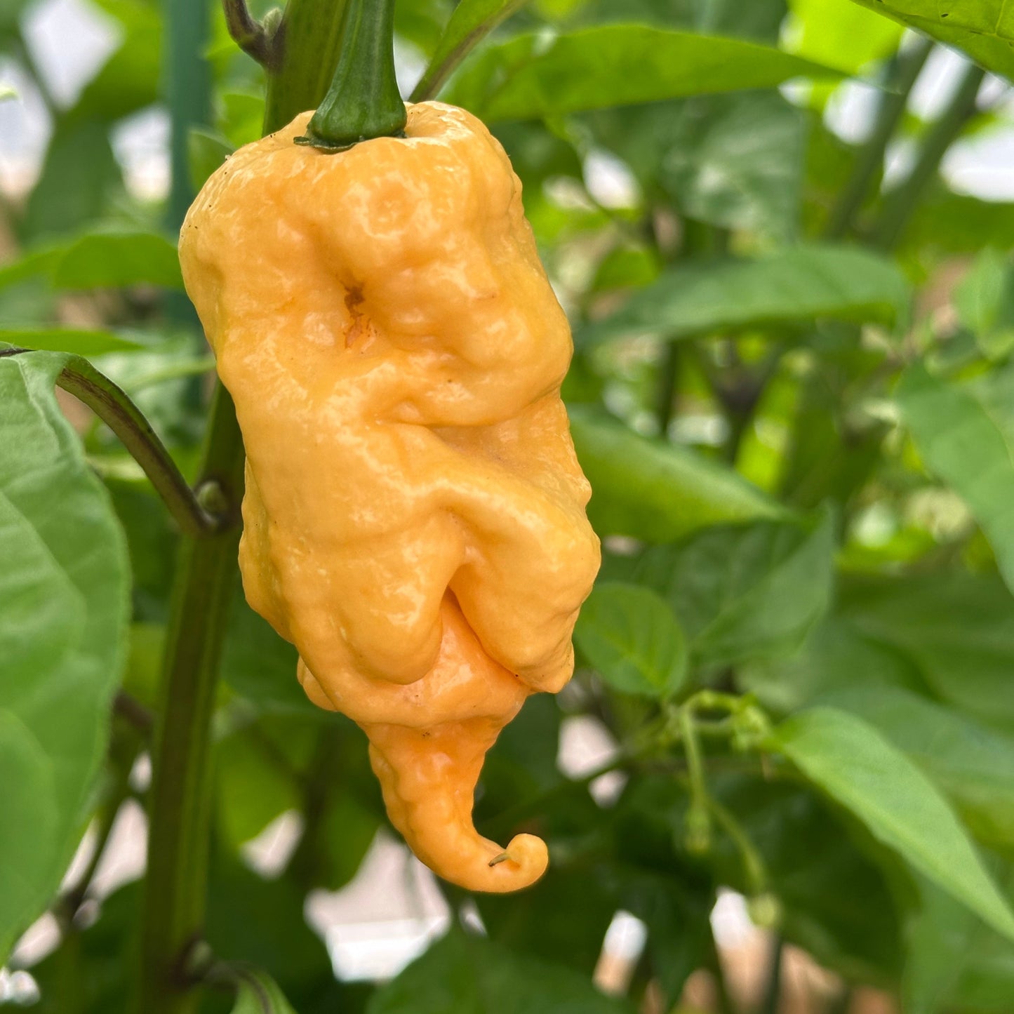 Pepper Joe's Jays Peach Ghost Scoprion Pepper used to display pepper seeds for sale