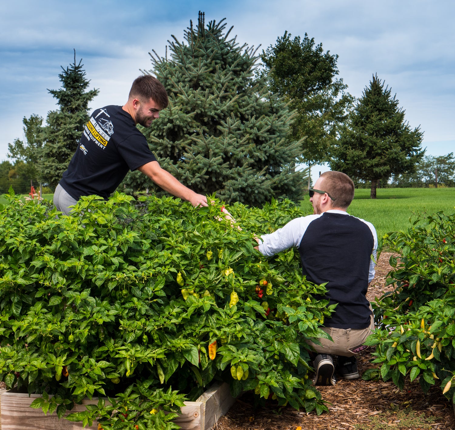 Pepper Joe's pepper growers work diligently on testing super hot pepper plants for quality and reliability