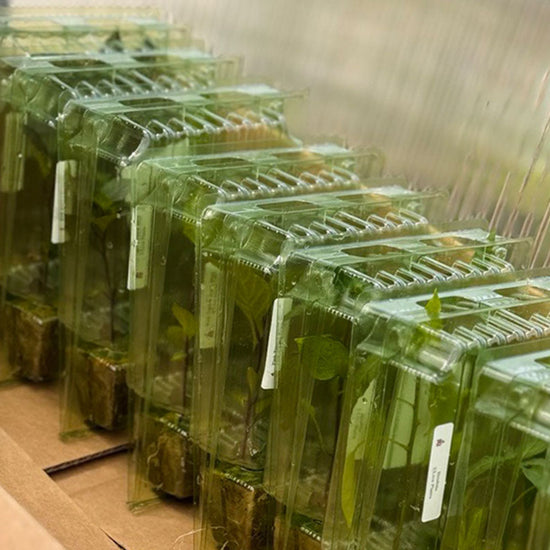 Pepper Joe's live pepper plants packaged in recycled packaging, ready to ship. Used to display pepper plants for sale