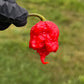 Pepper Joe's Carolina Reaper Pepper Pod. Mature pepper shown to represent seeds for sale, held in a black gloved hand