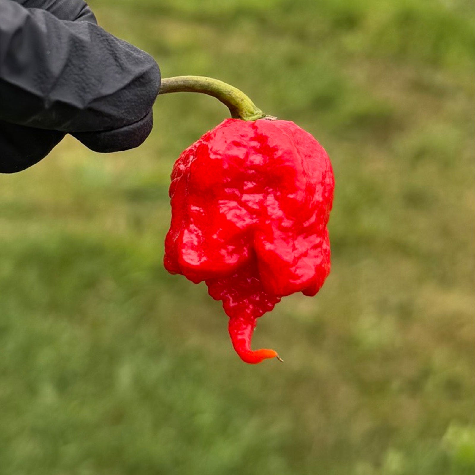 Pepper Joe's Carolina Reaper Pepper Pod. Mature pepper shown to represent seeds for sale, held in a black gloved hand