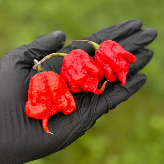 Pepper Joe's Carolina Reaper Pepper Pods. Three mature peppers shown to represent seeds for sale, held in a black gloved hand