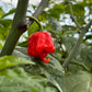 Pepper Joe's Carolina Reaper Pepper, mature pepper ripened on plant shown to represent seeds for sale