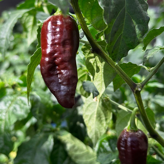 Pepper Joe's Chocolate Ghost Pepper ripened on plant shown to represent seeds for sale