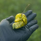 Gator Jigsaw Pepper. Mature pepper shown to represent seeds for sale, held in a black gloved hand
