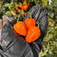 Pepper Joe's Orange Habanero Pepper Pods. Three mature peppers shown to represent seeds for sale, held in a black gloved hand