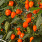 Pepper Joe's Orange Habanero Peppers ripened on plant shown to represent seeds for sale