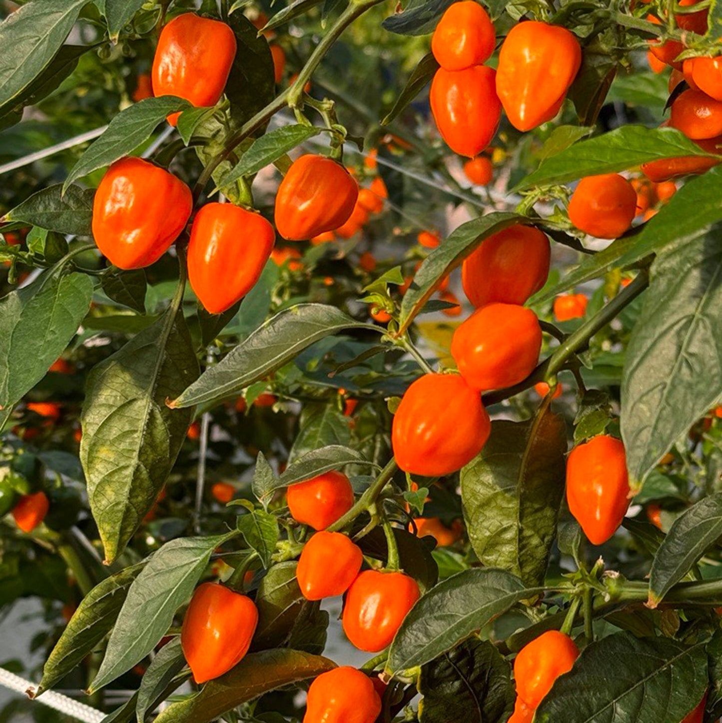 Pepper Joe's Orange Habanero Peppers ripened on plant shown to represent seeds for sale