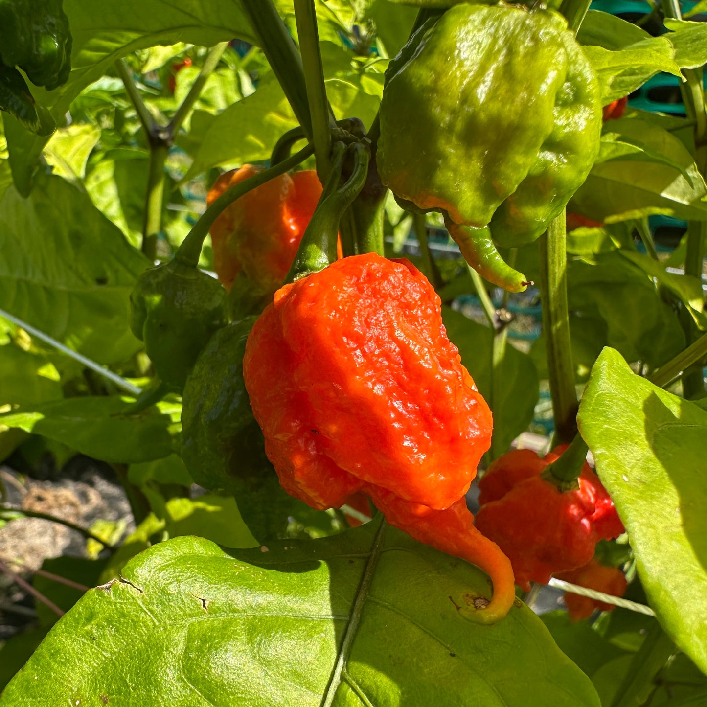 Pepper Joe's Moruga Trinidad Scorpion Pepper Ripening on the plant