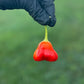 Pepper Joe's Mushroom Red Cap Pepper Pod. Mature pepper shown to represent seeds for sale, held in a black gloved hand