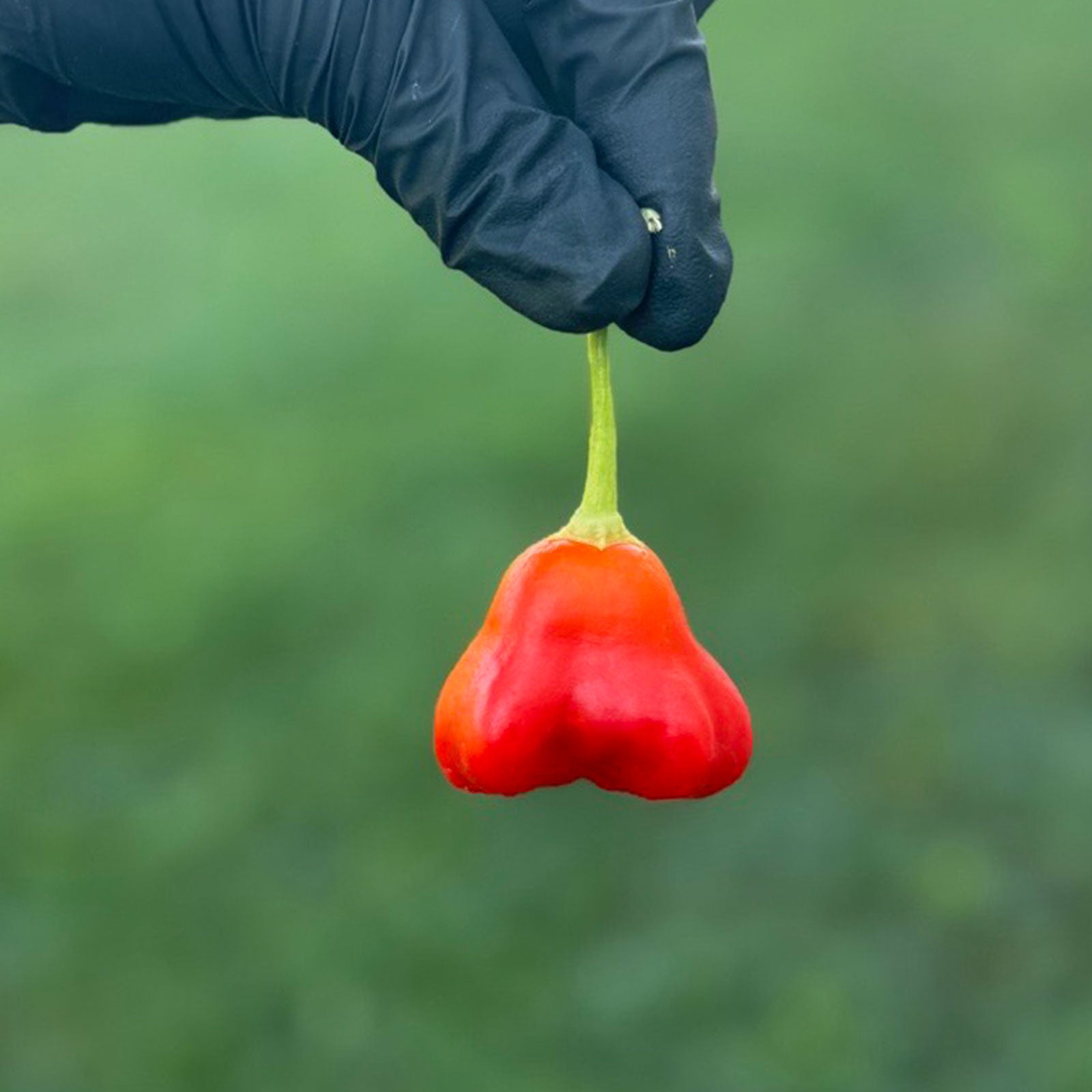 Pepper Joe's Mushroom Red Cap Pepper Pod. Mature pepper shown to represent seeds for sale, held in a black gloved hand