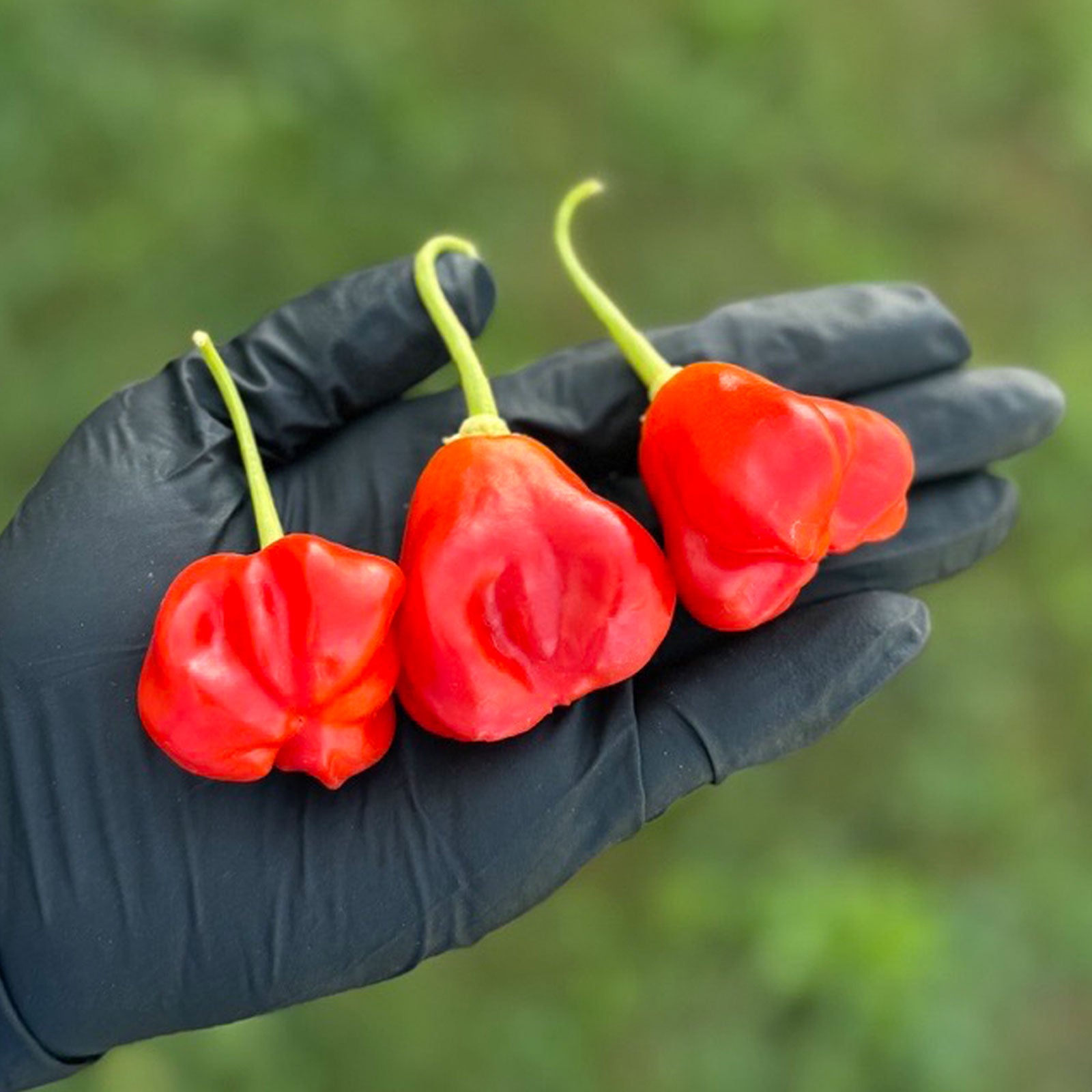 Pepper Joe's Mushroom Red Cap Pepper Pods. Three mature peppers shown to represent seeds for sale, held in a black gloved hand