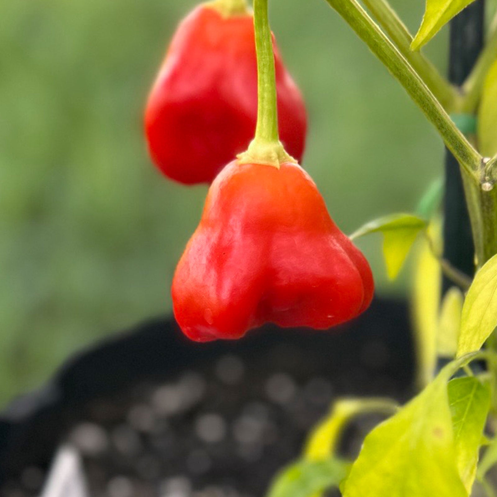 Pepper Joe's Mushroom Red Cap Pepper ripened on plant shown to represent seeds for sale