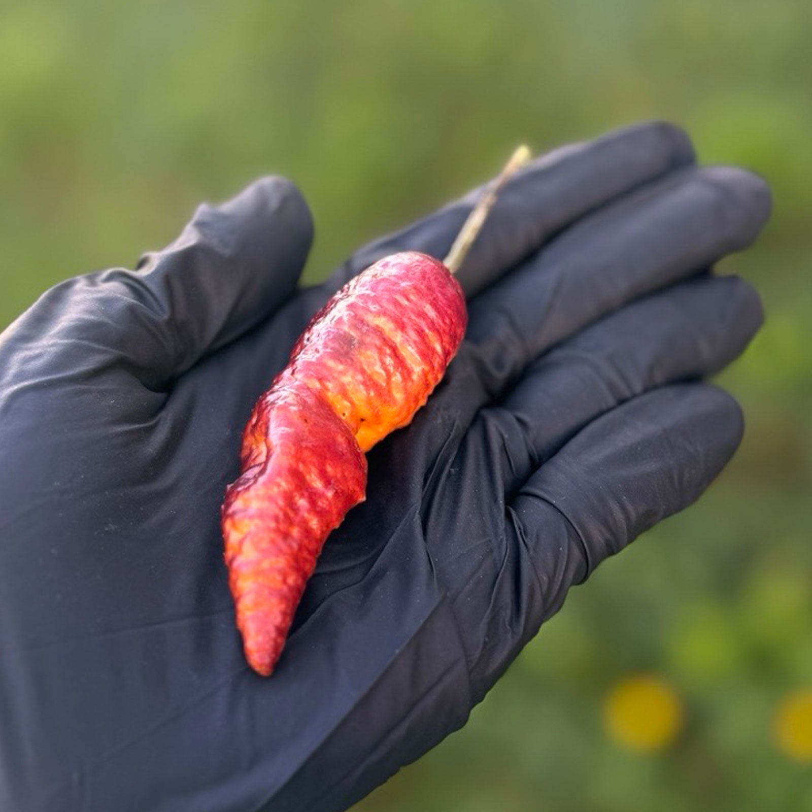 Pink Tiger x Peach Bhut Pepper. Mature pepper shown to represent seeds for sale, held in a black gloved hand