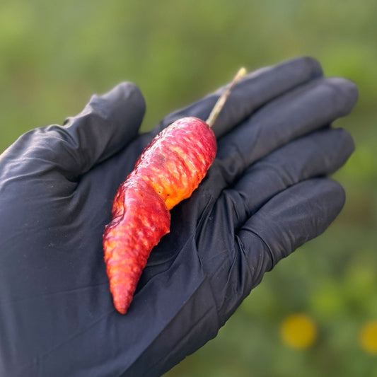 Pink Tiger x Peach Bhut Pepper. Mature pepper shown to represent seeds for sale, held in a black gloved hand
