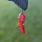 Pink Tiger x Peach Bhut Pepper. Mature pepper shown to represent seeds for sale, held in a black gloved hand