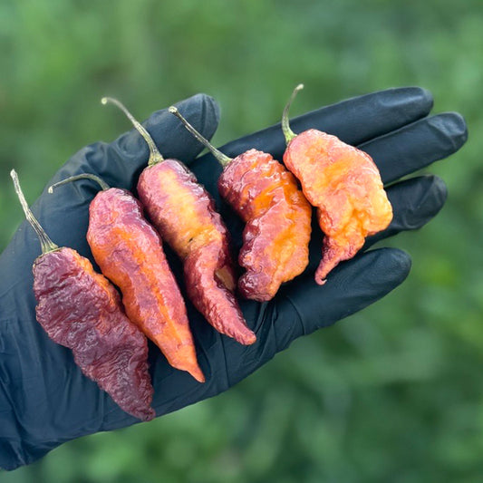 Pepper Joe's Pink Tiger x Peach Bhut Pepper Pods,five mature peppers shown to represent seeds for sale, in black gloved hand. 