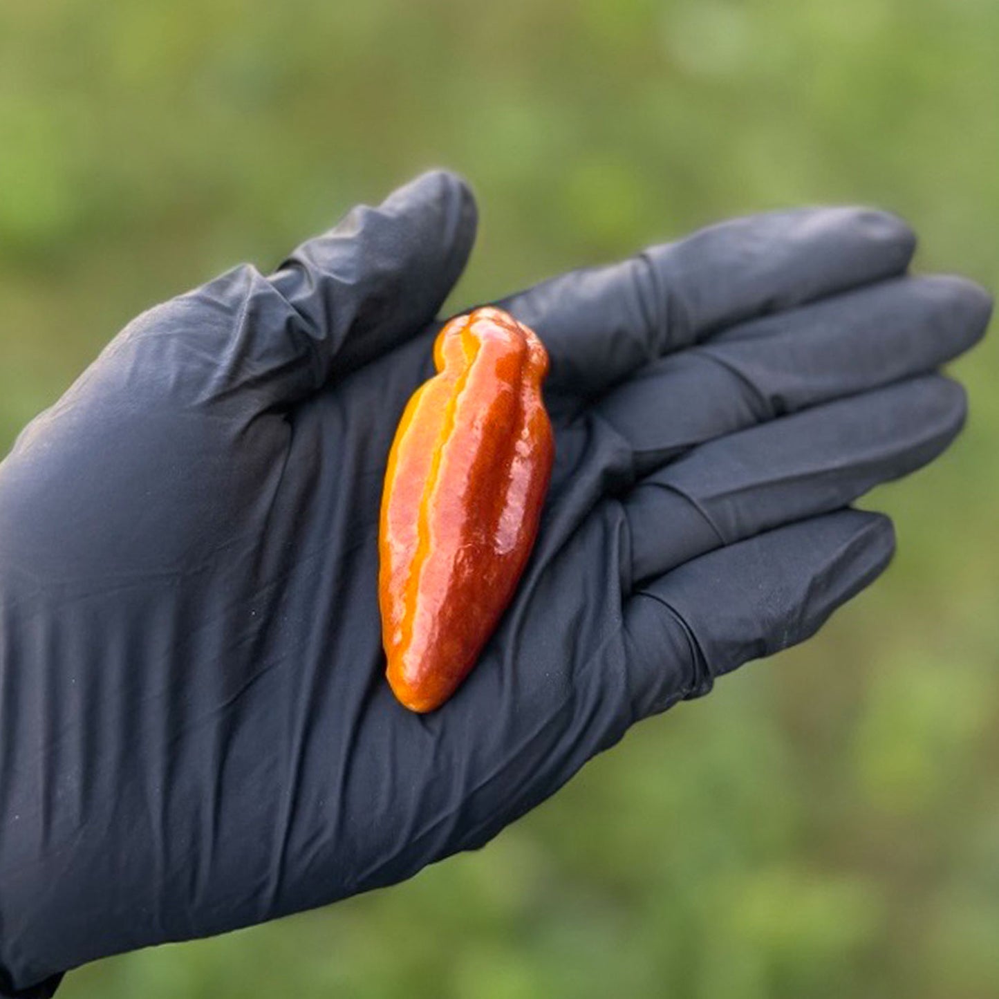 Pepper Joe's Puma Pepper Pod. Mature pepper shown to represent seeds for sale, held in a black gloved hand