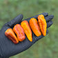 Pepper Joe's Puma Pepper Pods. Five mature peppers shown to represent seeds for sale, held in a black gloved hand