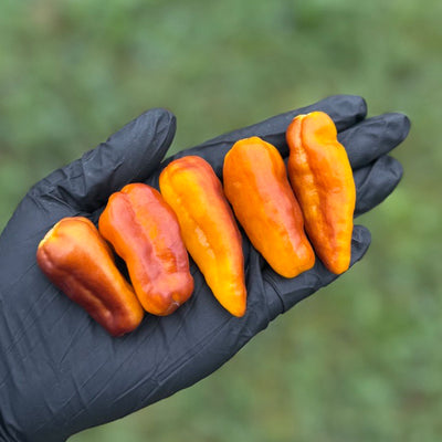 Pepper Joe's Puma Pepper Pods. Five mature peppers shown to represent seeds for sale, held in a black gloved hand