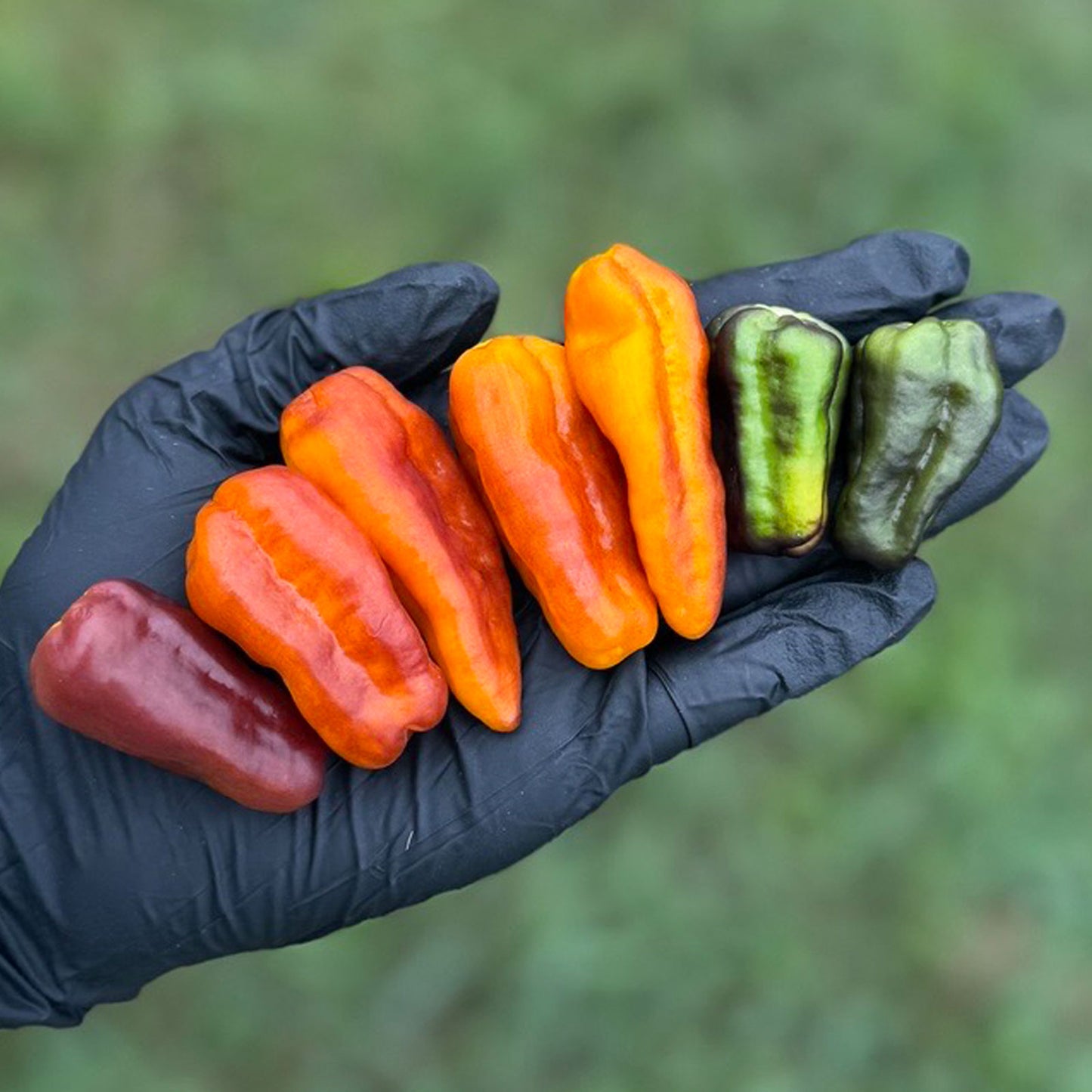 Pepper Joe's Puma Pepper Pods. Seven mature peppers shown to represent seeds for sale, held in a black gloved hand
