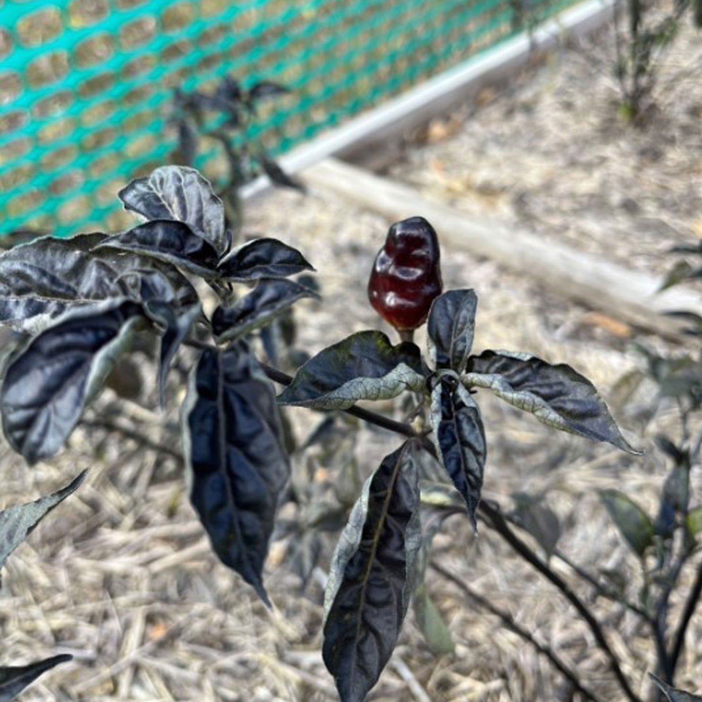 Pepper Joe's Puma Pepper ripened on plant shown to represent seeds for sale