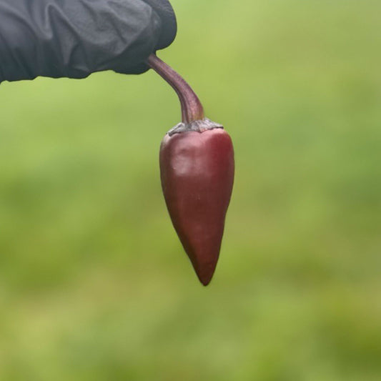 Pepper Joe's Purple Jalapeno Pepper Pod. Mature pepper shown to represent seeds for sale, held in a black gloved hand