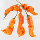 Pepper Joe's Sugar Rush Stripey Pepper pods. Five mature peppers shown to represent seeds for sale, with white background