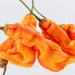 Pepper Joe's Sugar Rush Stripey Pepper pods. Mature peppers shown to represent seeds for sale, with white background