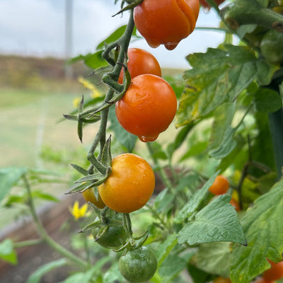 Pepper Joe's Sungold Cherry Tomatoes on the vine ripening from green to bright orange, used to display tomato seeds for sale