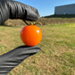 Pepper Joe's sungold cherry tomato in black gloved hand, used to display tomato seeds for sale