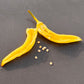 Pepper Joe's Sweet Banana pepper. Mature pepper shown to represent seeds for sale, cut open to display seeds inside on gray table